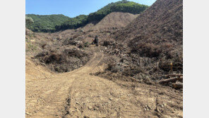 개발 현장서 벤 나무, 산업용재-목재로 재활용