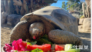 19세기에 태어난 美동물원 거북이, 141세로 안락사