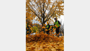가을 낭만 끝…송파 은행 낙엽 20t은 ’이곳‘으로 간다