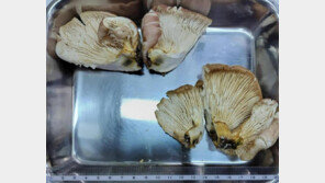 산에서 주운 버섯, AI 믿고 먹었다가 중독…“주말 산행객도 조심해야”