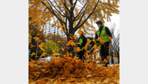 가을 낭만? 지자체는 낙엽과의 전쟁중!