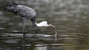 울산 회야강서 국제보호조 흑두루미 관찰