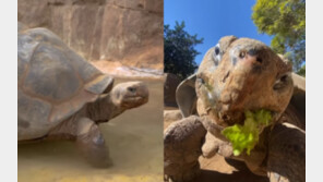 세계 대전 2번, 대통령 20명…141세 장수 거북 안락사로 생 마감