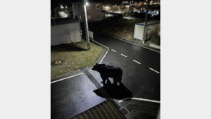 마을 출몰한 곰, 알고 보니 AI 이미지?…“장난 삼아 만들어”