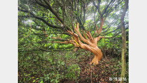 제주서 ‘후박나무 대량 박피 사건’ 50대 구속 송치