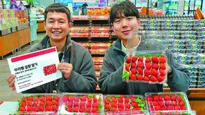 ‘1단 포장’ 딸기 출시… 짓무름 없이 신선도 유지