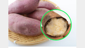 “쓴맛 나면 즉시 폐기해야”…위험한 ‘검은색 고구마’ 구별법 [알쓸톡]