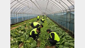 농협, MZ세대 중심 ‘임직원 자율참여형 농촌일손돕기’ 확산