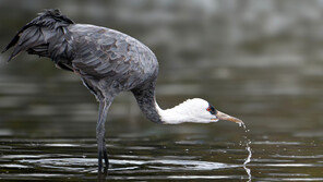 ‘귀한 손님’ 흑두루미, 울산 회야강 찾았다