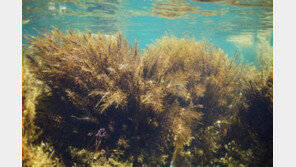 사라지는 해양보호생물 ‘삼나무말’…서식지 붕괴로 멸종 ‘경고등’