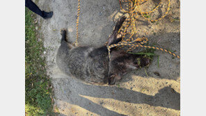 부산 아파트에 120kg 멧돼지 난동… 80대 주민 등 2명 중경상