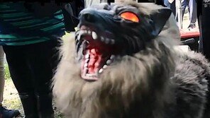 “곰 잡으러 왔다”…日 피해 급증 속 대항마 ‘가짜 늑대’로 퇴치 주목