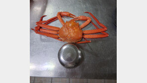 ‘오징어 난전’ 속초, 이번엔 ‘홍게 사기’…“그러다 대포항 꼴 난다”