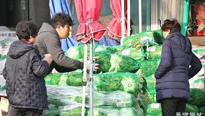 김장에 쓸 배추 잘 골라주세요