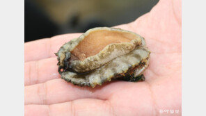 씨 마른 제주 오분자기… 바다에 50억 원어치 뿌려 되살린다