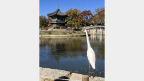 [고양이 눈]비행의 목적