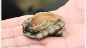 비싼 전복 대신 먹던 오분자기, 씨가 말랐다