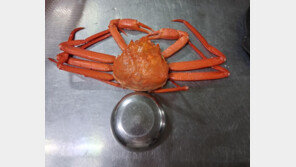 속초 홍게 ‘바가지’ 논란…10만원에 달랑 4마리