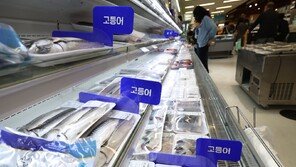 생산량 급감·고환율에 고등어·오징어 값 ↑…장바구니 부담 가중