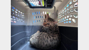 홍콩 참사 속 작은 기적…개·고양이 등 반려동물 수십마리 구조