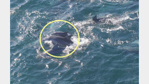 셋째로 보이는 새끼와…과거 쇼 돌고래 ‘춘삼이’ 제주서 포착