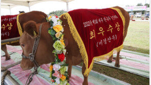 제주산 한우·돼지고기, 1일 싱가포르 첫 수출길 올라