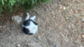 대학 캠퍼스에 반만 묻힌 고양이 사체가…경찰 수사 나서