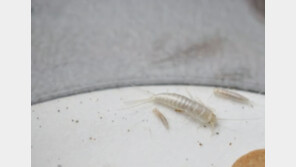 日 ‘종이 갉아먹는 해충’ 급속 확산…“기록유산 보호 비상”