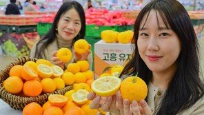 “황금향-유자 맛보세요”