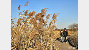 패딩 입고 갈대숲 산책… “가을아 잘 가”