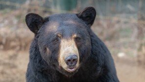 쌓이는 곰 사체 6000마리…日, 처리 비상에 식용 의견까지