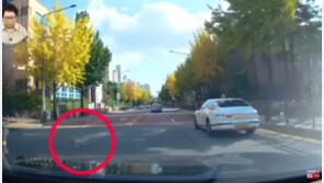 “개값 100만원 내놔”…목줄 없는 강아지 사고 후 벌어진 일