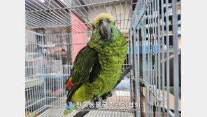 카페서 커피 훔쳐 마셨던 앵무새…구조 8일 만에 폐사