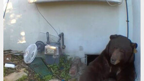 美가정집 바닥 소음에 카메라 설치했더니…250kg 곰이 기어 나왔다