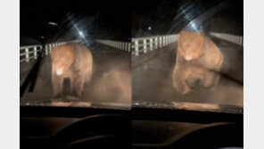 8개월간 곰한테 230명이 당했다…日 곰 습격 사상자 역대 최다