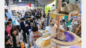 “캣타워 골라볼까”