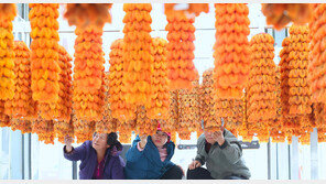 함양 곶감 올해 첫 경매