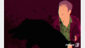 밤새 부산 도심 2곳서 멧돼지 출몰 신고…인명피해 없어