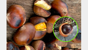 “군밤 먹고 구토 지옥?”…오래 보관하는 특급 노하우 [알쓸톡]