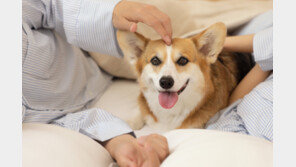 “개밖에 모르는 아내”…남편의 이혼 고민에 갑론을박