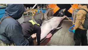 제주 마라도 해상서 6.5m 밍크고래 그물 걸려…“불법포획 흔적 없어”