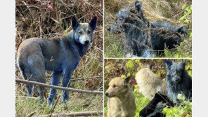 ‘방사능 돌연변이?’ 체르노빌 파란 개 정체…과학자 설명은 달랐다