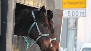 [고양이 눈]馬는 달리고 싶다