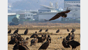 겨울 나기 위해 날아온 독수리들