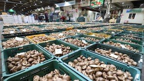 中 표고버섯 915톤 국산 ‘화고’로 속여 28억 챙긴 농장주 구속