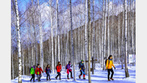 자작나무숲 트레킹… 설경에 빠져든다