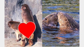 인간은 ‘순정파’ 7위…비버보다 낮고 고릴라보단 높아