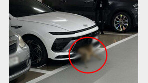 범퍼에 고라니 낀 줄도 모르고…버젓이 주차한 운전자[e글e글]