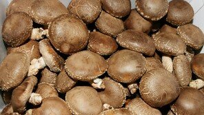 7년간 중국산 표고버섯 국내산 둔갑…김천 농업인 구속