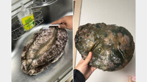 “진짜 같다”…완도 고향사랑기부제 ‘전복 쿠션’ 답례품 화제